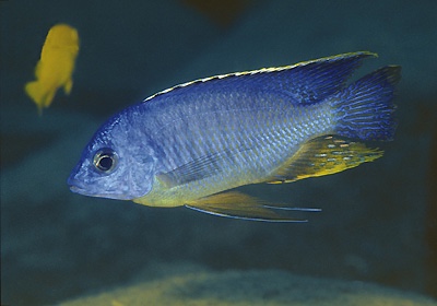 Protomelas taeniolatus 'Makonde'